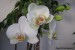 Phalaenopsis bílá Cristella.jpg