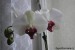 Phalaenopsis bílá s fialovým středem.jpg