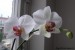 Phalaenopsis bílá s žíhaným středem.jpg