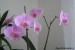 Phalaenopsis fialová.jpg