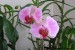 Phalaenopsis sv. fialová.jpg