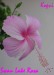 Swan Lake Rosa hibiscus