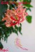 Schizopetalus hibiscus-kvet