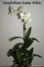 Dendrobium-Emma White.jpg