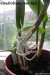 Dendrobium-Sena Red-kořenění na stonku.jpg
