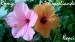 Romy a Broceliande hibiscus