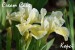 Cream Cake_iris_1
