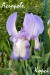 Acropole_iris