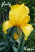 iris žlutý yellow