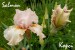 Salmon iris