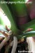 květní pupeny Phalaenopsis.jpg